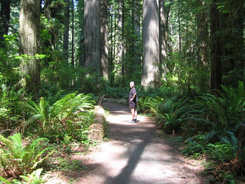 <i><b>292-Redwood NP</b></i>